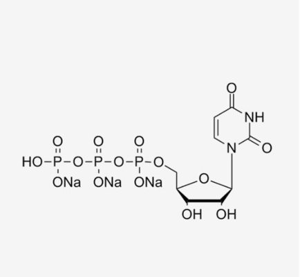 UTP 100mM Oplossings uridine-5'-Trifosfaat Trisodium Zout CAS 19817-92-6
